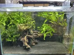 2026年最新】ADA60センチ水槽の人気アイテム - メルカリ