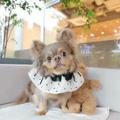 犬用ケープ　犬用スタイ　sheer mini heart cape