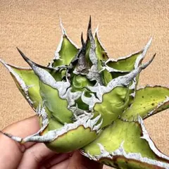Lj_plants】Z129アガベ チタノタ 包心龍錦 - メルカリ