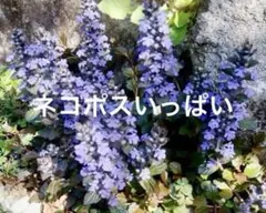 2025年最新】アジュガいっぱい！の人気アイテム - メルカリ