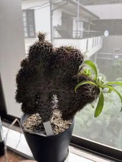 Top【選抜株】多肉植物 23645ローリーエーナス 30個 鉢無し/脱土