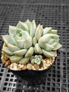 ダーリーサンシャイン 鉢内全て 抜き苗 多肉植物 - メルカリ