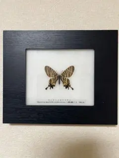 蝶標本　シボリアゲハ　♂ 昆虫標本 蝶の標本 シボリアゲハ メタリック調ライトフレーム