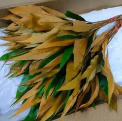 グレビレアゴールド・20本【サンプル画像】