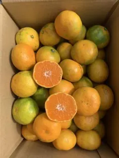 みかん箱3箱分ぱんぱん詰めます！ 松 30cm〜目安 去年は大人気の為