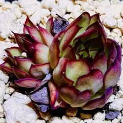 多肉植物❤️ファイヤーフライ❤️韓国苗育成 抜き苗 a9のサムネイル
