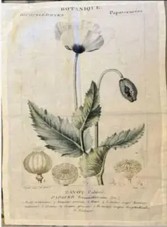 マニーグラッシュマン☆ ボタニカルアート ファブリックパネル