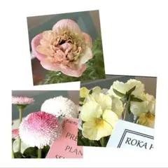 モンキーポッド様 リクエスト 3点 まとめ商品