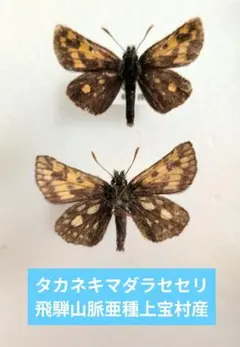 国内産蝶標本☆クモマツマキチョウペア☆長野県大町市産☆♂異常型型