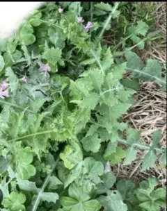 Item thumbnail for item dfe7ba12-eac4-481d-a863-ad7f569a9add