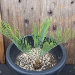 2026年最新】サイカスカイルンシアナの人気アイテム - メルカリ