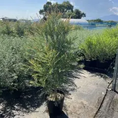 ゆゆゆ様 リクエスト 2点 まとめ商品