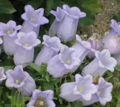 かぁか様 リクエスト 2点 まとめ商品