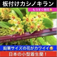 2026年最新】富貴蘭の人気アイテム - メルカリ