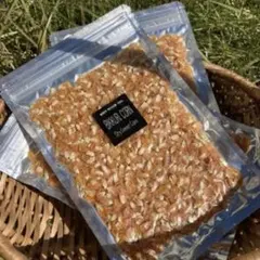 BIKKURI CORN ドライコーン長野県売木村産　※こちらは１袋になります。