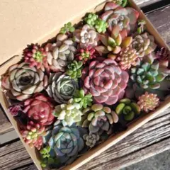多肉植物　カット苗　多肉弁当　寄せ植え　詰め合わせ （大）