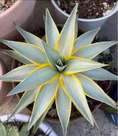 2025年最新】アガベ高級株の人気アイテム - メルカリ