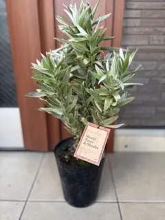 2025年最新】リューカデンドロの人気アイテム - メルカリ