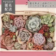 多肉植物 カット苗 詰め合わせ 寄せ植えセット エケベリア ｜S046