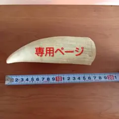 マッコウクジラ　歯　17cm　292g　印材　根付　工芸品　美品 2026年最新】マッコウクジラの歯の人気アイテム - メルカリ