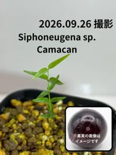 限定1苗】ジャボチカバ ピンゴ・デ・メル・ラジャダ Plinia sp熱帯果樹