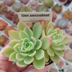 2025年最新】リエール苗の人気アイテム - メルカリ