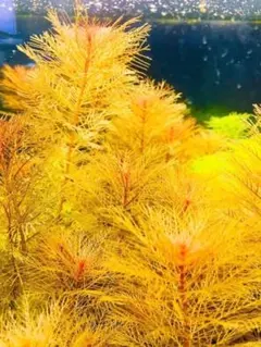 レッドミリオ　20本　水中葉　無農薬　無害虫のサムネイル