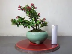 2025年最新】ハリツルマサキの人気アイテム - メルカリ