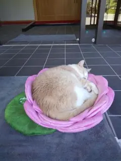 こみかんさま　専用ページ