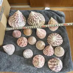 タカセガイ