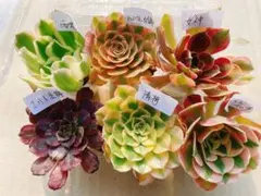 2 アエオニウム 多肉植物 アエオ弁当 カット苗 6種セット 名前付