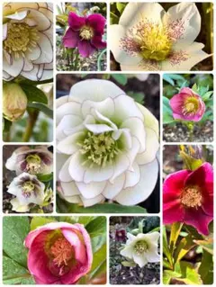 2025年最新】原種クリスマスローズの人気アイテム - メルカリ