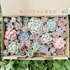 ✾66ちまちま寄せ植え　カット苗　多肉植物　寄せ植えセット　詰め合わせ