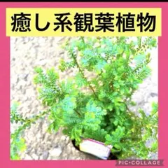 この植物を知らないのはもったいない！美しいコンテリクラマゴケ3号　正規品ラベル付のサムネイル