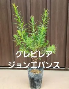 コーカサスモミ　ペンデュラ　接木苗 コーカサスモミ ペンデュラ 接木苗 - メルカリ