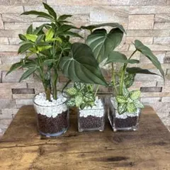 【NITORI ニトリ】フェイクグリーン３本セット売り