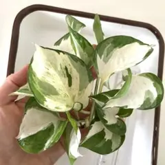 十兵衛様 リクエスト 2点 まとめ商品