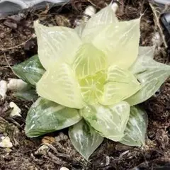 2026年最新】ハオルチア+オブツーサの人気アイテム - メルカリ