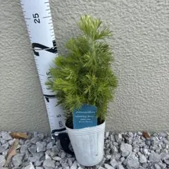 アデナンサス ウーリーブッシュのサムネイル