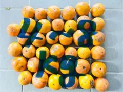 【超メルカリ市限定価格】【訳あり】【家庭用】柿4〜8キロ均一価格