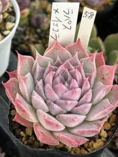 2026年最新】フラワー・ガーデニングの人気アイテム - メルカリ