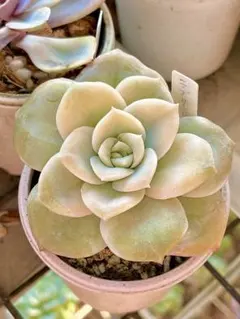 ❤️専用出品❤️ラブリーローズ錦　　　　　　　　　　❤️お値打ち品③❤️ 2025年最新】ラブリーローズ 錦の人気アイテム - メルカリ