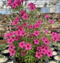 銅葉紅花ウツギ 庭木 花終わり 大きい株 - メルカリ