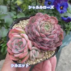 多肉植物　エケベリア　抜き苗セット　 シャルルローズ　シルエット　葉挿しっ子
