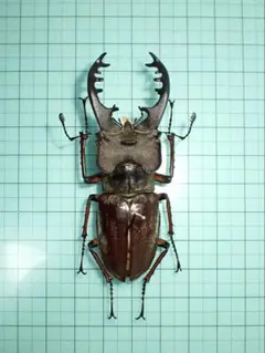 ユダイクス、プラネット、クラーツ　ミヤマクワガタ3種　標本 ユダイクス、プラネット、クラーツ ミヤマクワガタ3種 標本