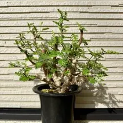 送料無料 センナメリディオナリス 現地球 塊根植物 コーデックス 灌木のサムネイル
