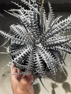 その他多肉植物 Dyckia fosteriana original clone dyckia fosteriana original clone