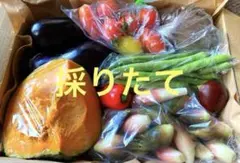 本日発送　採りたて　野菜セット　野菜詰め合わせセット　コンパクト発送