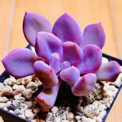 多肉植物 ⭐️キューピット⭐️韓国苗育成 抜き苗 d142のサムネイル