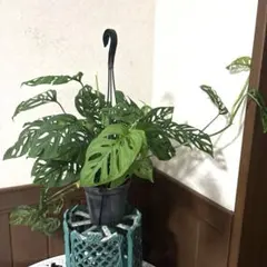 超モリモリ株‼️レア♡モンステラ♡エスケレート♡5号吊り♡鉢ごとメルカリ便 超モリモリ株‼️レア♡モンステラ♡エスケレート♡5号吊り♡鉢ごと